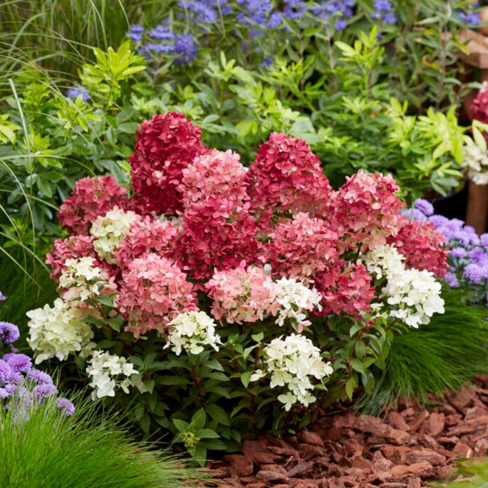 Hortensia 'Groundbreaker® Ruby'
